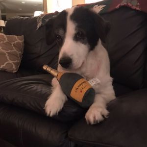 Meet your Posher, Lacey